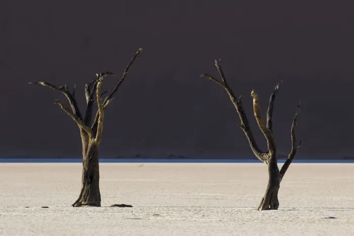 Framed Print : Dead trees in the area known as the Deadvlei which is deep within the confines of Sossusvlei Framed Print : Dead trees in the area known as the Deadvlei which is deep within the confines of Sossusvlei