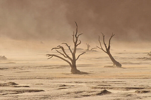 Dead trees in the Dead Vlei, Deadvlei clay pan during a sandstorm, Namib Desert, Namib-Naukluft National Park, Namibia, Africa