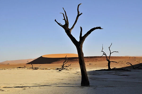 Dead trees in the Dead Vlei, Deadvlei clay pan in the morning light, Namib Desert, Namib-Naukluft National Park, Namibia, Africa