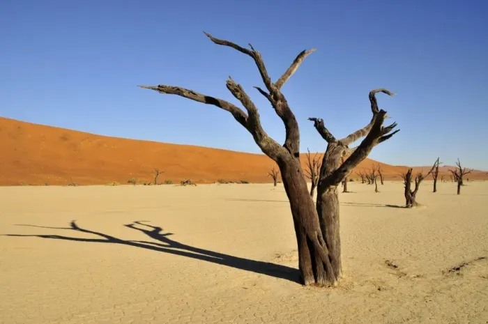 Framed Print : Dead trees in the Dead Vlei, Deadvlei clay pan in the morning light, Namib Desert, Namib-Naukluft National Park, Namibia, Africa Framed Print : Dead trees in the Dead Vlei, Deadvlei clay pan in the morning light, Namib Desert, Namib-Naukluft National Park, Namibia, Africa