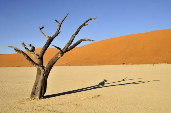 Framed Print : Dead trees in the Dead Vlei, Deadvlei clay pan in the morning light, Namib Desert, Namib-Naukluft National Park, Namibia, Africa Framed Print : Dead trees in the Dead Vlei, Deadvlei clay pan in the morning light, Namib Desert, Namib-Naukluft National Park, Namibia, Africa