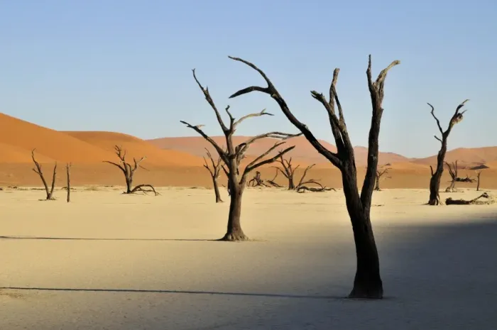Framed Print : Dead trees in the Dead Vlei, Deadvlei clay pan in the morning light, Namib Desert, Namib-Naukluft National Park, Namibia, Africa