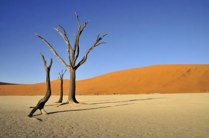 Framed Print : Dead trees in the Dead Vlei, Deadvlei clay pan in the morning light, Namib Desert, Namib-Naukluft National Park, Namibia, Africa Framed Print : Dead trees in the Dead Vlei, Deadvlei clay pan in the morning light, Namib Desert, Namib-Naukluft National Park, Namibia, Africa