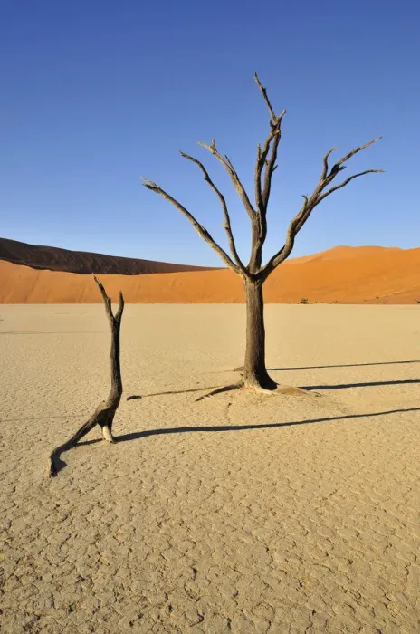 Framed Print : Dead trees in the Dead Vlei, Deadvlei clay pan in the morning light, Namib Desert, Namib-Naukluft National Park, Namibia, Africa Framed Print : Dead trees in the Dead Vlei, Deadvlei clay pan in the morning light, Namib Desert, Namib-Naukluft National Park, Namibia, Africa