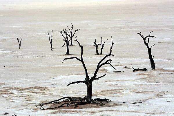 Dead trees in Dead Vlei or Deadvlei, Namib, Hardap Region, Namibia