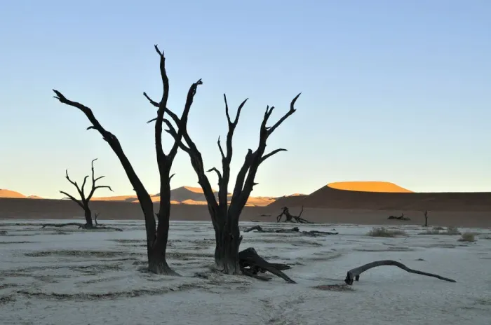 Framed Print : Dead trees in Deadvlei in the morning light, Namib Desert, Namib Naukluft Park, Namibia, Africa Framed Print : Dead trees in Deadvlei in the morning light, Namib Desert, Namib Naukluft Park, Namibia, Africa
