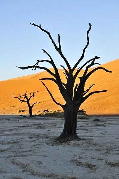 Dead trees in Deadvlei in the morning light, Namib Desert, Namib Naukluft Park, Namibia, Africa