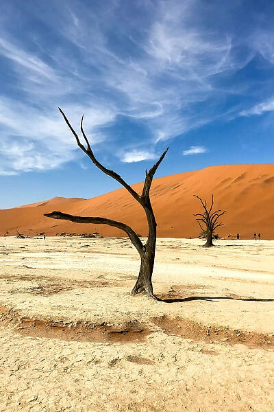 Dead Trees, Deadvlei, Namib desert, Namibia, Africa
