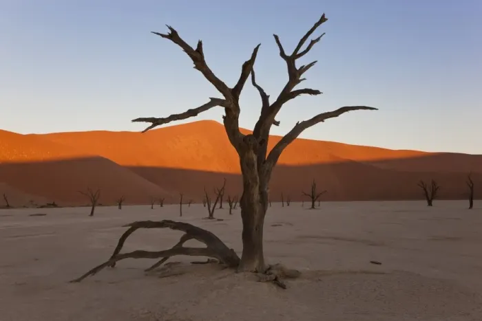 Framed Print : Dead Trees, Dry Clay Pan, Dead Vlei, Namibia Framed Print : Dead Trees, Dry Clay Pan, Dead Vlei, Namibia