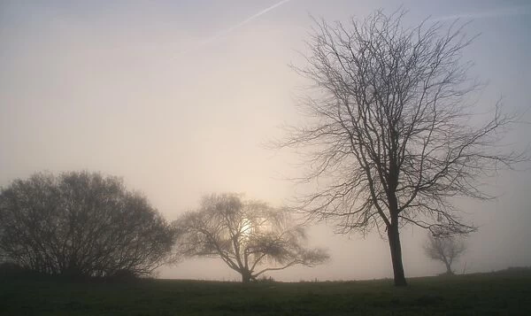 Dead trees in the fog