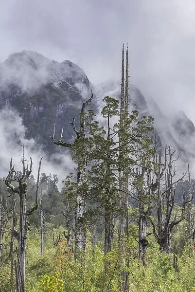 Dead trees in front of mountains with fresh snow, Pumalin Park, Chaiten, Los Lagos Region, Chile