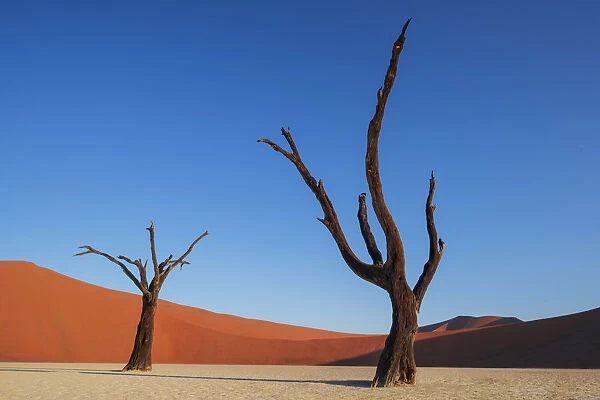 Two dead trees with red orange sand dune