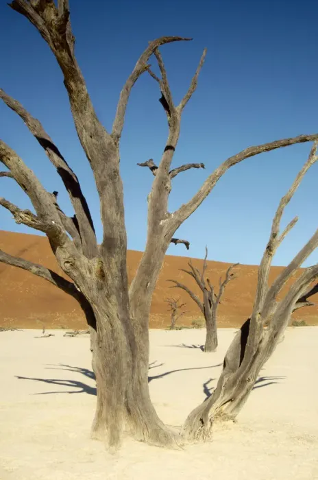 Framed Print : Dead Vlei, Sossusvlei, Namibia Framed Print : Dead Vlei, Sossusvlei, Namibia