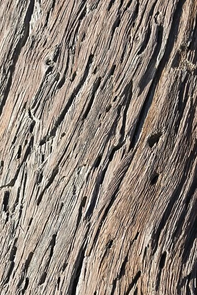 Dead wood, detail, Dead Pan, Sossusvlei, Namib Desert, Namibia