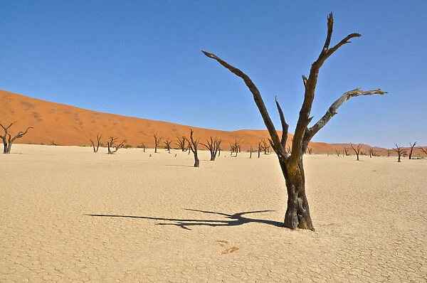 Deadvlei. Petrified acacia trees in Deadvlei, Namibia