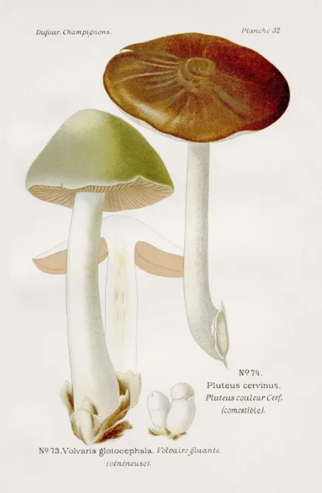 Framed Print : Dear mushroom 1891 Framed Print : Dear mushroom 1891
