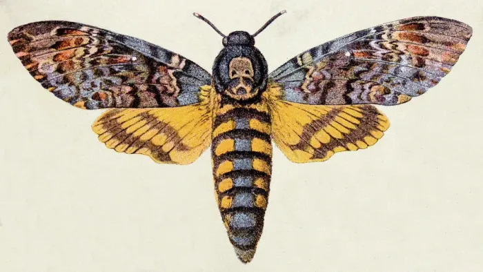 Framed Print : Death s-head Hawk moth (Acherontia atropos), insect animals antique illustration