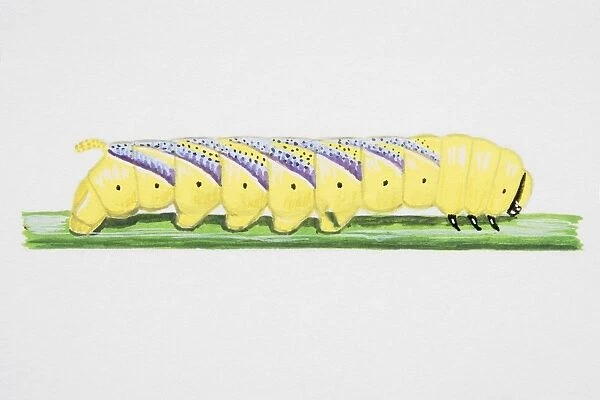 Death s-Head Hawkmoth, caterpillar on narrow stem