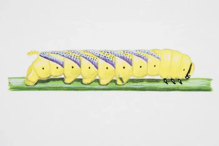 Framed Print : Death s-Head Hawkmoth, caterpillar on narrow stem Framed Print : Death s-Head Hawkmoth, caterpillar on narrow stem