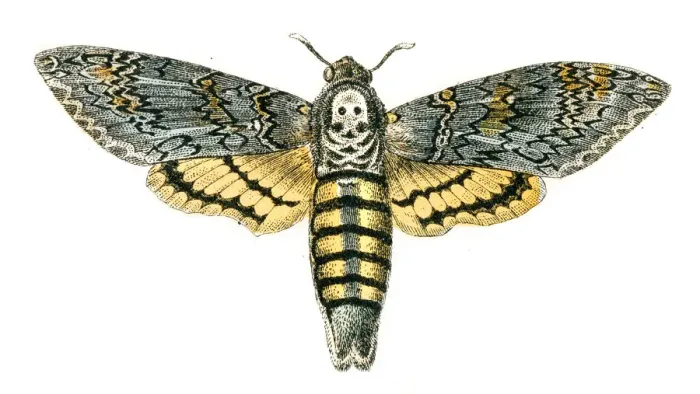 Framed Print : Death s-head hawkmoth engraving 1872 Framed Print : Death s-head hawkmoth engraving 1872