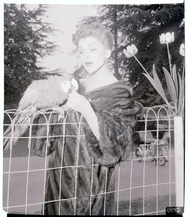 Framed Print : Debra Paget Playing with Her Parrot Framed Print : Debra Paget Playing with Her Parrot