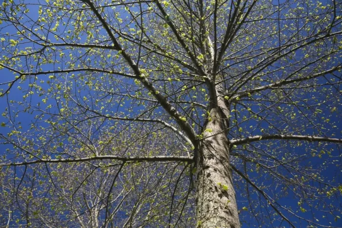 Framed Print : Deciduous tree with emerging buds against a blue sky in spring, Lanaudiere, Quebec, Canada Framed Print : Deciduous tree with emerging buds against a blue sky in spring, Lanaudiere, Quebec, Canada