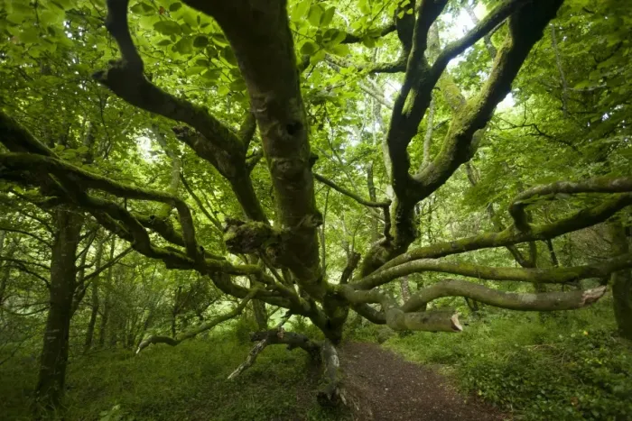 Framed Print : Deciduous tree in the forest, Cornwall, England, United Kingdom Framed Print : Deciduous tree in the forest, Cornwall, England, United Kingdom