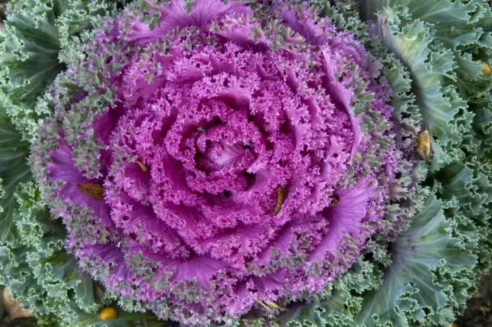Framed Print : Decorative cabbage -Brassica oleracea var. acephata- Framed Print : Decorative cabbage -Brassica oleracea var. acephata-