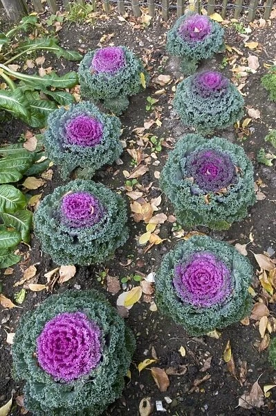 Decorative cabbage -Brassica oleracea var. acephata-