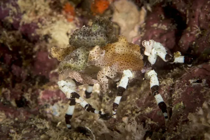 Framed Print : Decorator Crab Framed Print : Decorator Crab