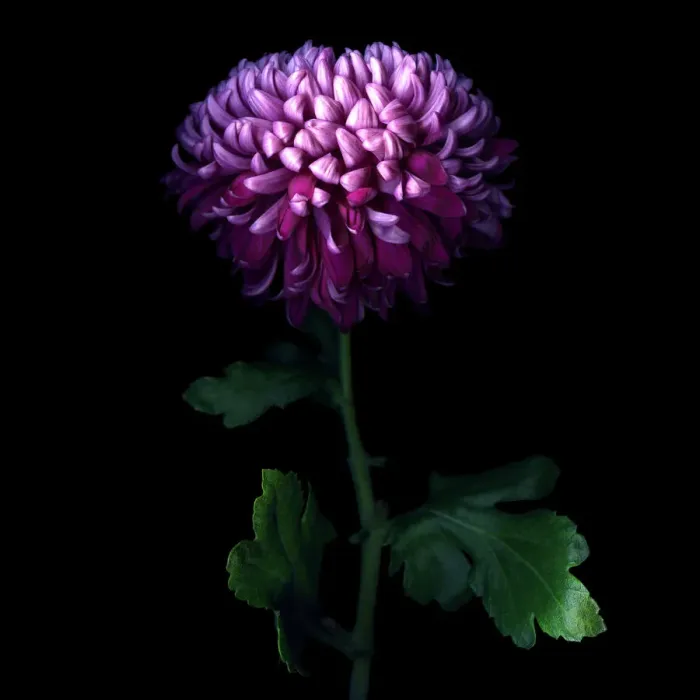 Framed Print : Deep Purple... Chrysanthemum Framed Print : Deep Purple... Chrysanthemum