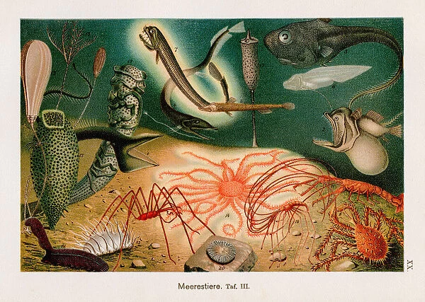 Deep Sea Creatures Chromolithography 1899