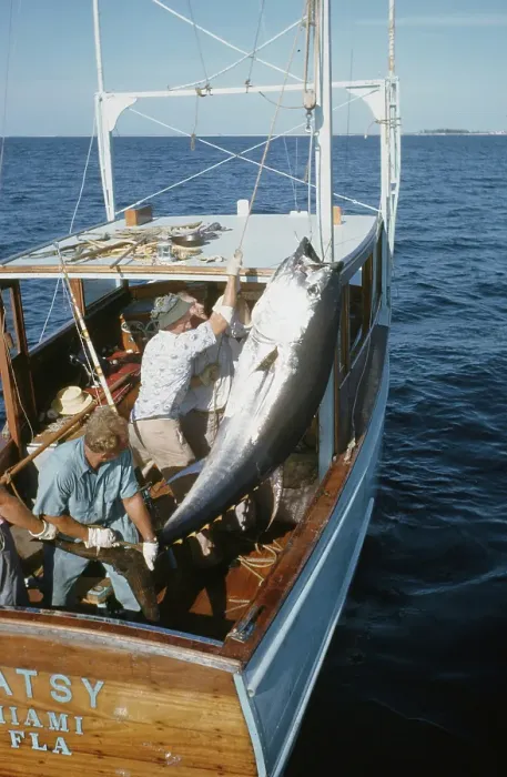Framed Print : Deep Sea Fishing, Cat Cay Island, Bahamas Framed Print : Deep Sea Fishing, Cat Cay Island, Bahamas