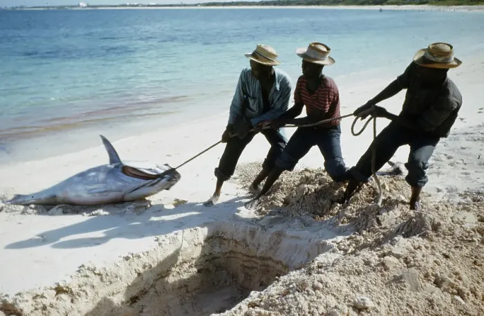 Framed Print : Deep Sea Fishing, Cat Cay Island, Bahamas