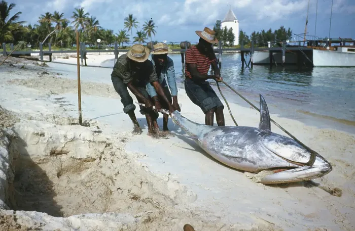 Framed Print : Deep Sea Fishing, Cat Cay Island, Bahamas