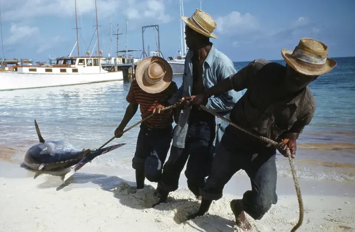 Framed Print : Deep Sea Fishing, Cat Cay Island, Bahamas Framed Print : Deep Sea Fishing, Cat Cay Island, Bahamas