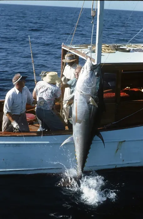 Framed Print : Deep Sea Fishing, Cat Cay Island, Bahamas Framed Print : Deep Sea Fishing, Cat Cay Island, Bahamas