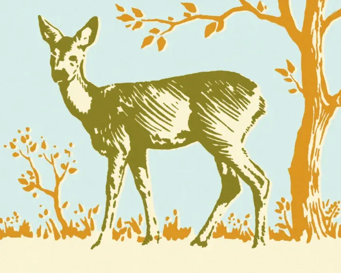 Framed Print : Deer Framed Print : Deer