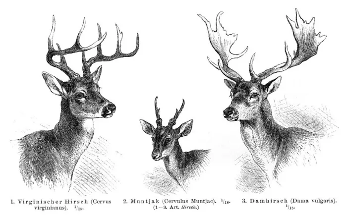 Framed Print : Deer antlers engraving 1896 Framed Print : Deer antlers engraving 1896