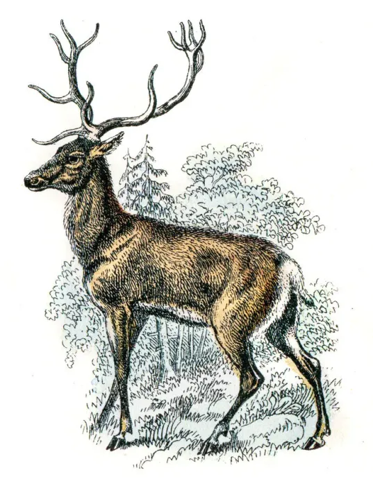 Framed Print : Deer engraving 1872 Framed Print : Deer engraving 1872