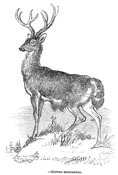 Framed Print : Deer engraving 1893 Framed Print : Deer engraving 1893