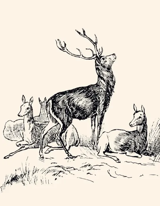 Framed Print : DEER FAMILY (XXXL) Framed Print : DEER FAMILY (XXXL)