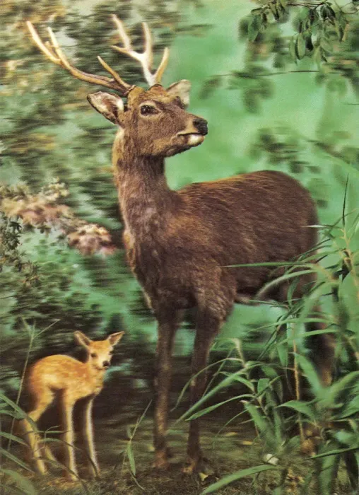 Framed Print : Deer and Fawn