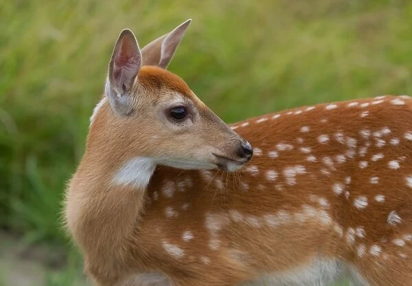Deer fawn close-up