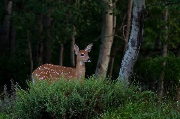 Deer fawn in forest