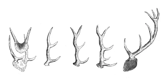 Framed Print : Deer horns Framed Print : Deer horns