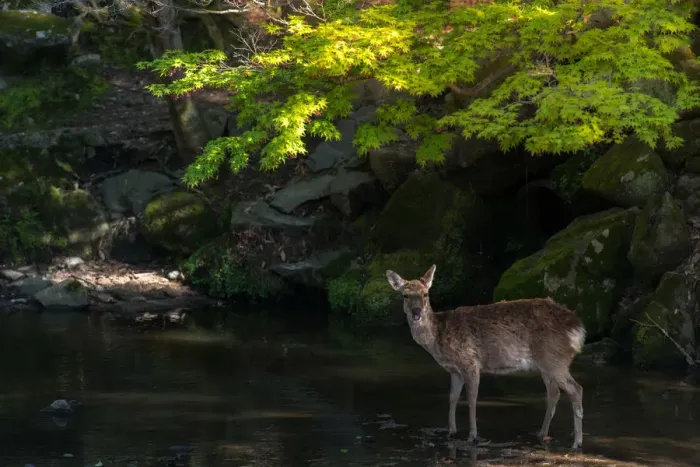 Framed Print : deer in nara park Framed Print : deer in nara park