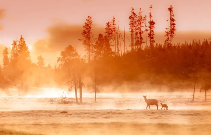 Framed Print : deer near stream at dawn Framed Print : deer near stream at dawn