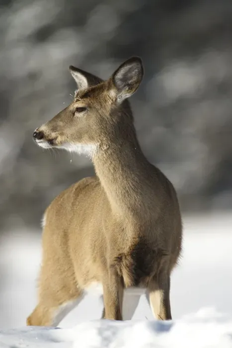 Framed Print : Deer In Winter