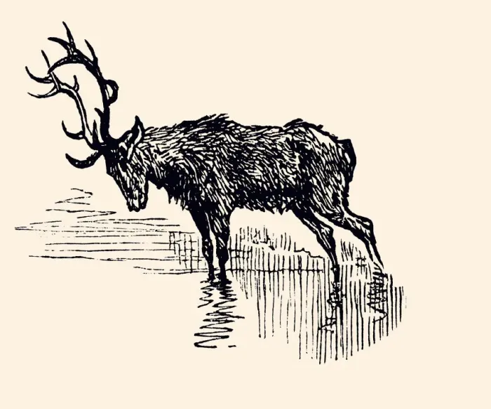 Framed Print : DEER (XXXL) Framed Print : DEER (XXXL)